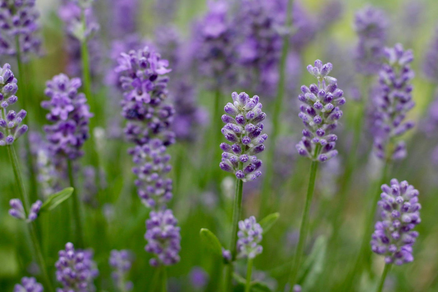 lavender lavender