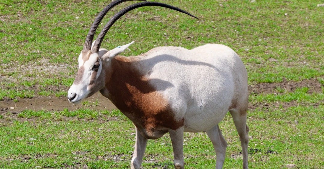 An antelope is standing in a grassy field