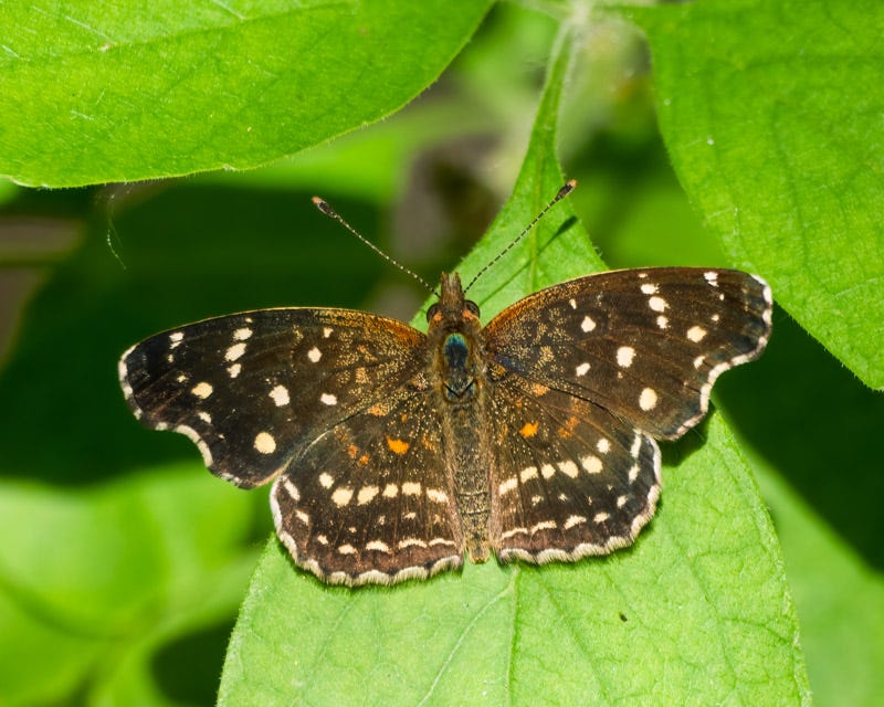 20260325-Tubac-72-Edit.jpg 20260325-Tubac-72-Edit.jpg