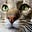cats and peace😽🕊️'s avatar