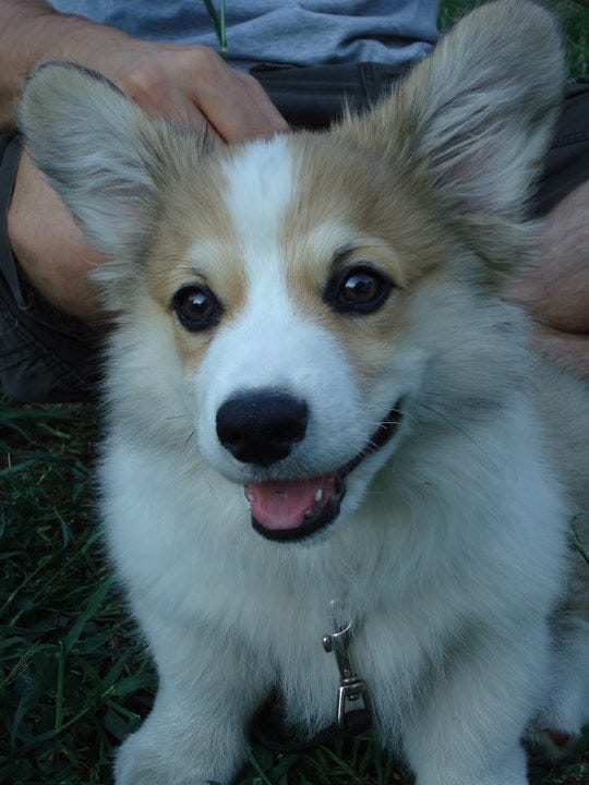 a corgi puppy