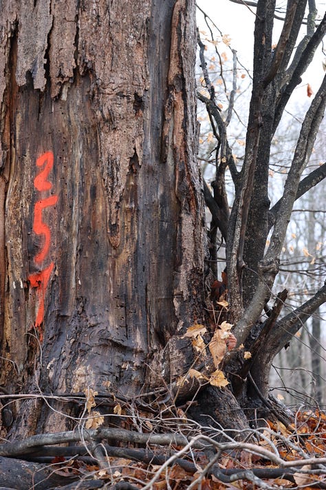 Old maples on borrowed time.