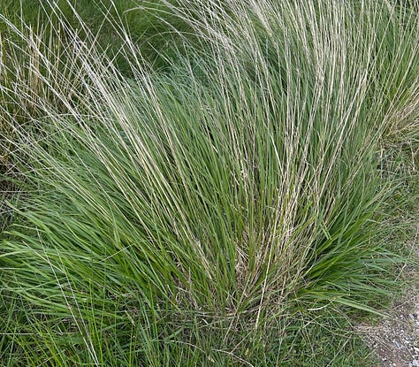 Clumps of bog grass closeup, with a deer, and stretching down to the coast