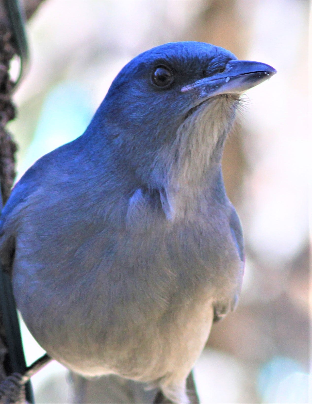 The Big Yard: Notes from a Pajama Birdwatcher