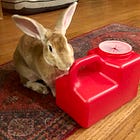 An obligation to flop
