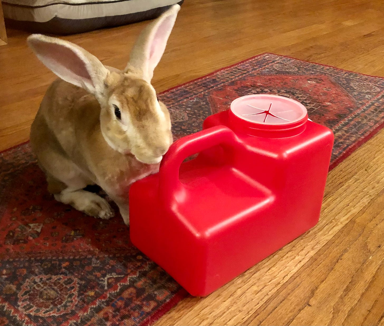 Rabbit and sharps container Rabbit and sharps container