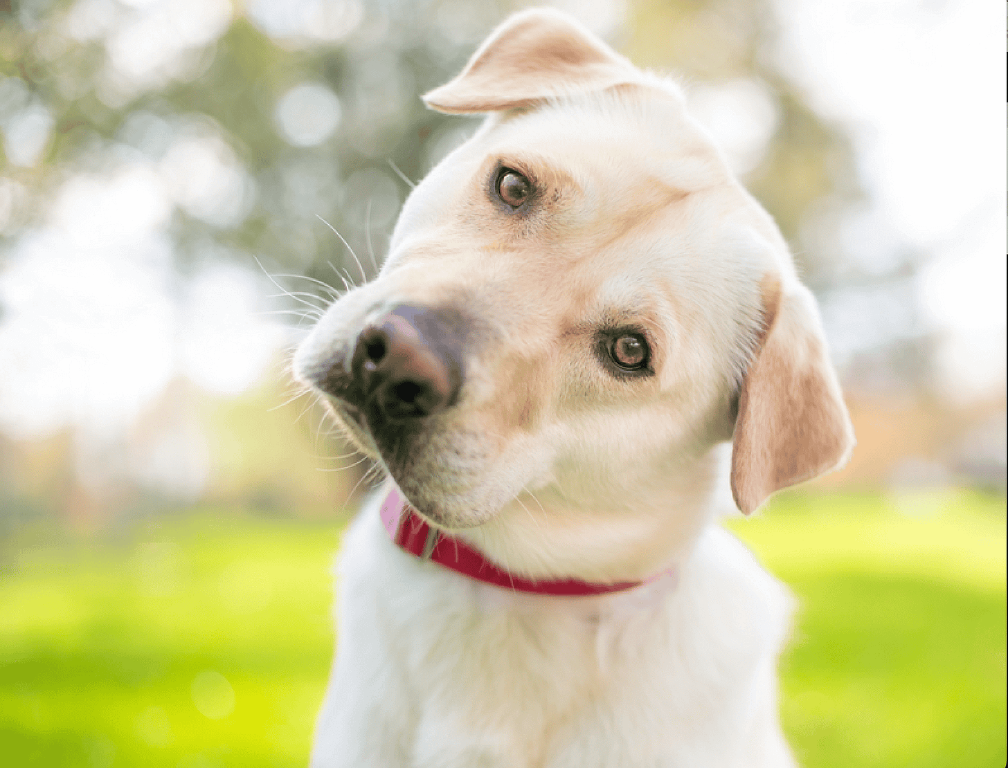 Why Do Labradors Tilt their Heads? - Endless Mountain Labradors