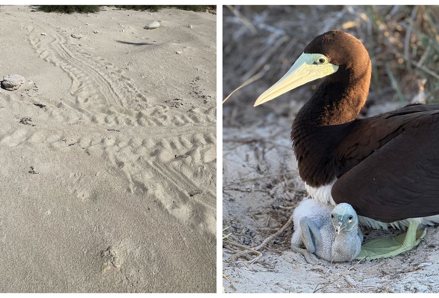 Brown Booby and chick