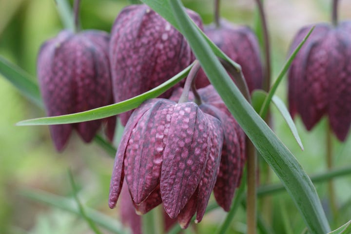 Fritillaria meleagris