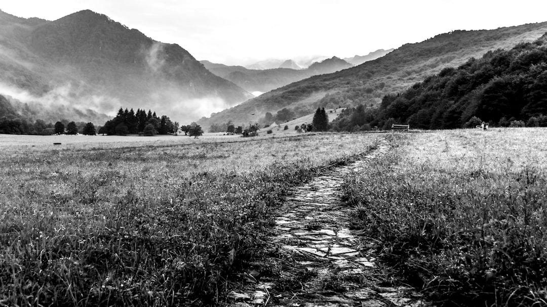 gray and white pathway between green plants on vast valley