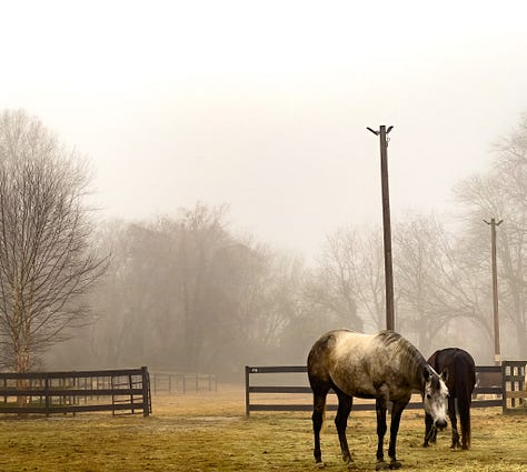 Little Creek Horse Farm