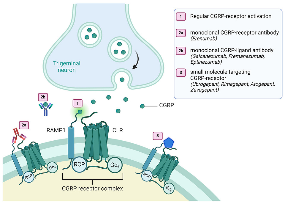 Novel Calcitonin Gene-Related Peptide (CGRP) Interfering Migraine Therapies and Stroke—A Review