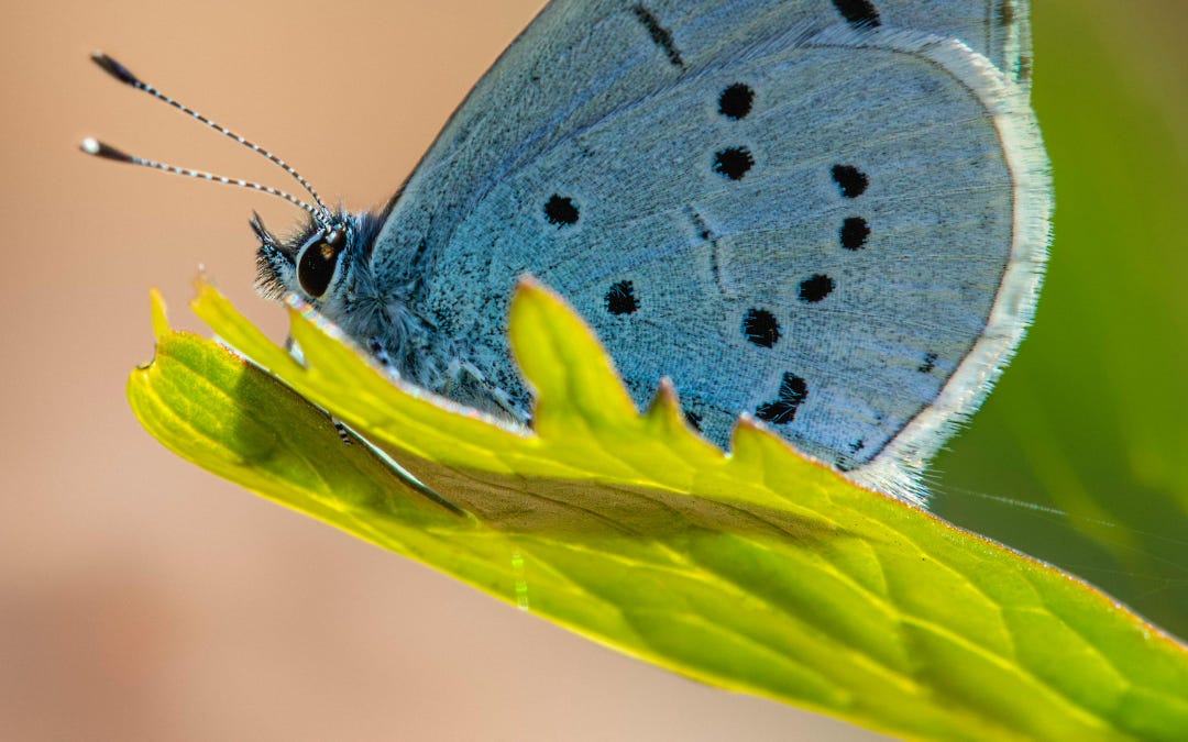 Why Britain’s Record Butterfly Summer Could End in a Crash