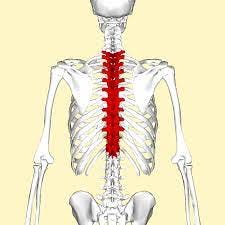 File:Thoracic vertebrae back2.png - Wikimedia Commons