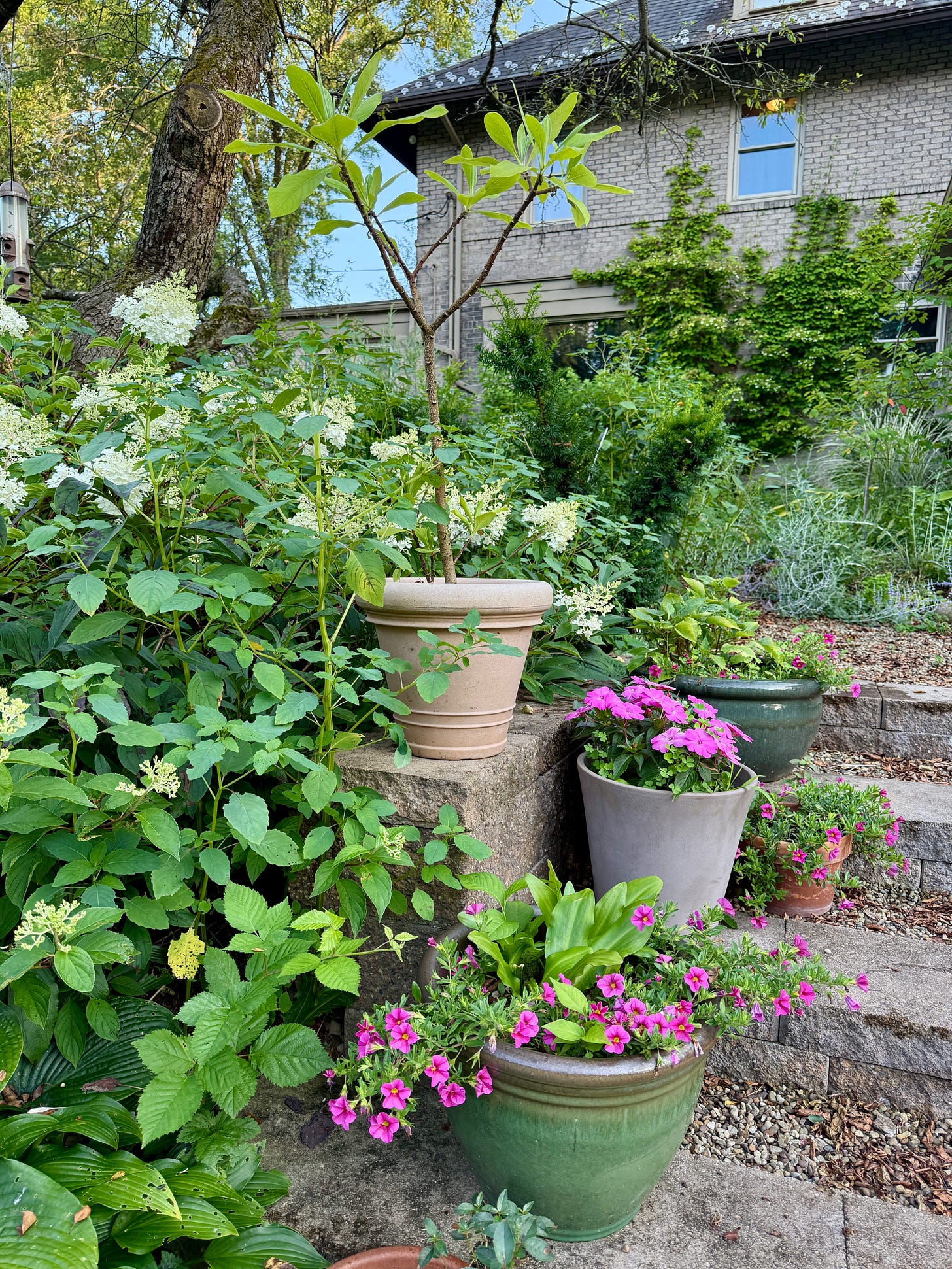 Some containers on the steps near the Kitchen garden this month which survived the heat so far.