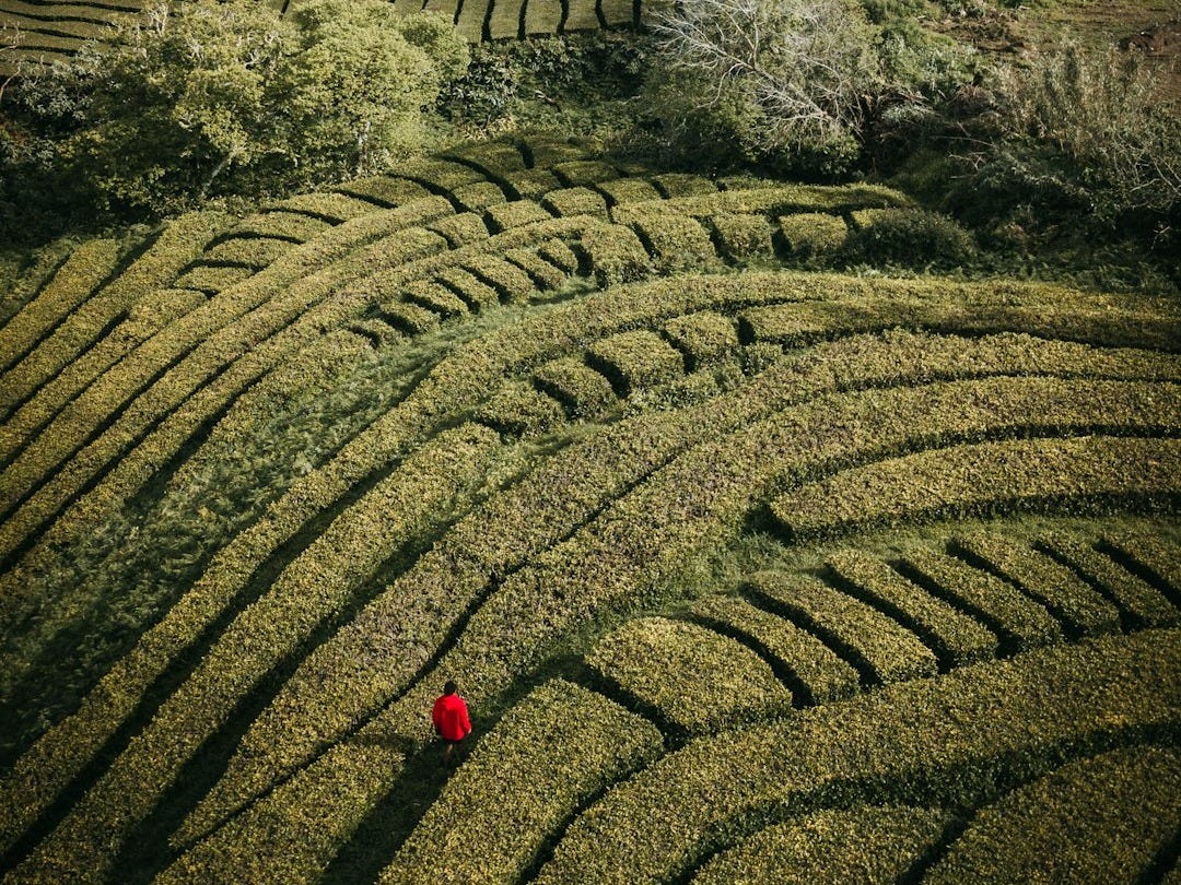 person in red jacket standing on green grass field during daytime