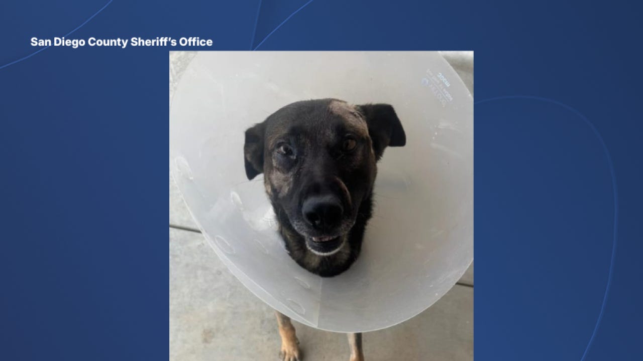 sd_sheriff_k9_nike_photo.png sd_sheriff_k9_nike_photo.png