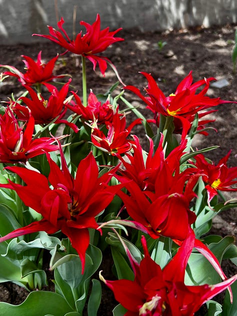 Fancy tulips, horse chestnut buds, and quince blossoms