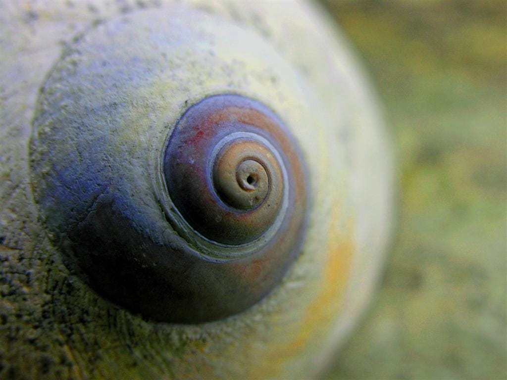 A close up of a moon shell. It has smaller and smaller swirls that end in blue swirls and a brown center. It resembles a nipple.