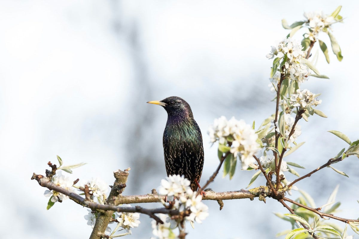 un estornino, con su plumaje negro con reflejos de colores, está posado sobre un almendro en flor