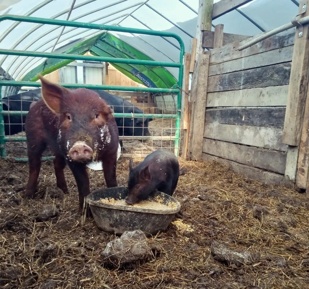 A dark reddish-brown adult pig, identified as Abigail, stands in a farm enclosure with a straw-covered floor, while a smaller black piglet eats from a round feeding bowl.