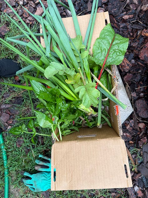 Three photos of a growing zucchini, a lemon cucumber, and a box of harvested produce.