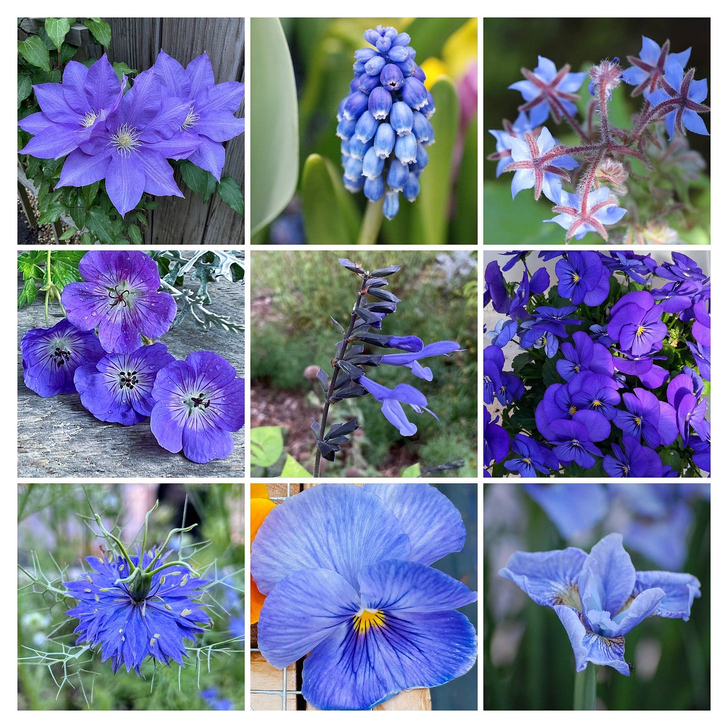 blue flower collage, sixburnersue blue flower collage, sixburnersue