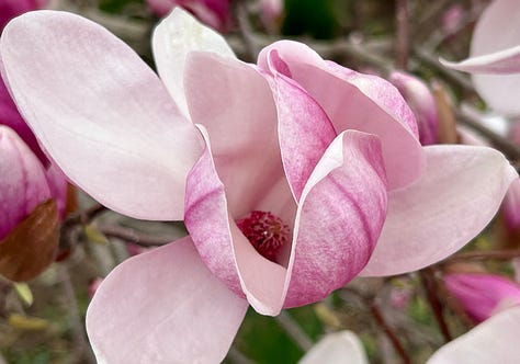 A vibrant cluster of blooming magnolia flowers in varying shades of pink and white, densely covering twisting branches. The petals are large and curved, with deep pink centers fading to pale edges. The image captures the fullness of the tree in bloom, creating a lush, almost surreal spring canopy.A dramatic upward view of a magnolia tree in full bloom, its branches dense with pink blossoms silhouetted against a cloudy sky. The sun appears as a glowing white orb in the upper right, partially veiled by the overcast, creating a moody, ethereal atmosphere.A close-up of a blooming magnolia flower with soft pink and white petals gently unfolding to reveal a reddish-pink center. The delicate veining on the petals adds texture, and blurred buds and branches in the background suggest the fullness of spring in bloom.