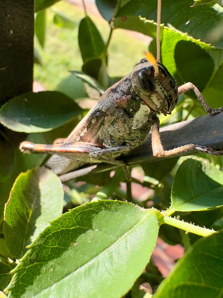 Two grasshoppers in the garden, two close up photos of grasshoppers.  One is green and one is brown. The green one sits on blades of grass, the brown one sits on the woody stalk of a bush. Photos by Anna Loscotoff 2025.