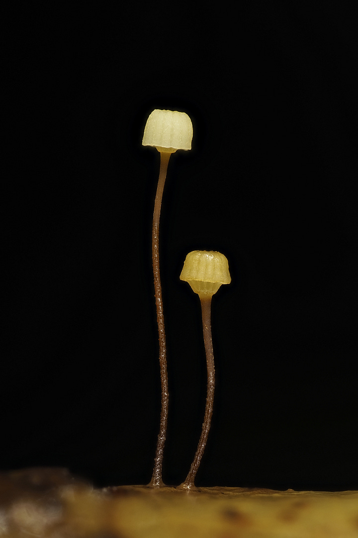 two tiny yellow mushrooms on a leaf