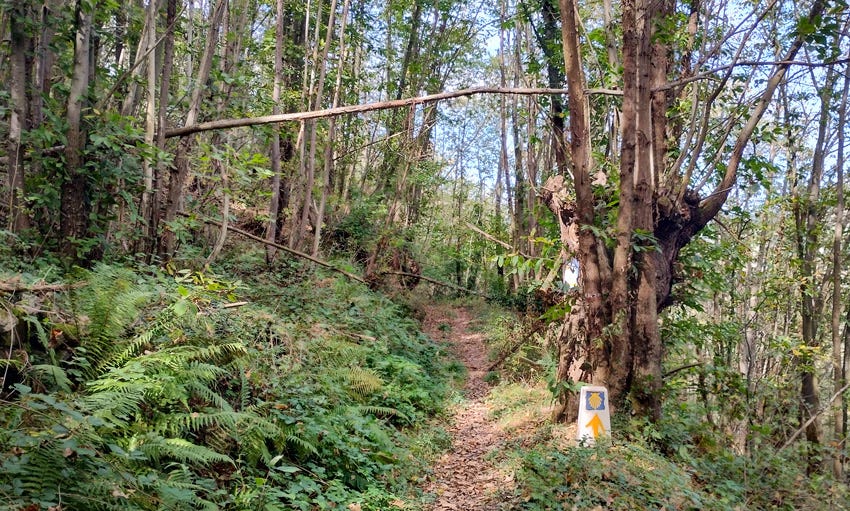 Sendero en el Camino de Santiago junto a un árbol centenario