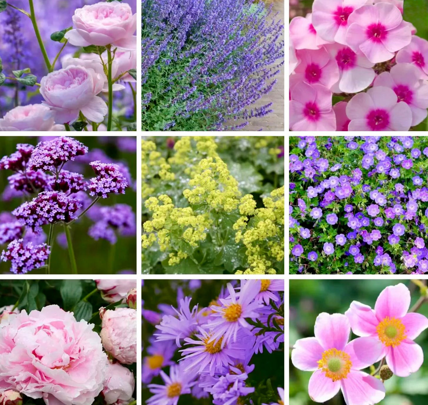 Romantic cottage garden filled with soft pink and pastel flowers in a loose planting style. Romantic cottage garden filled with soft pink and pastel flowers in a loose planting style.
