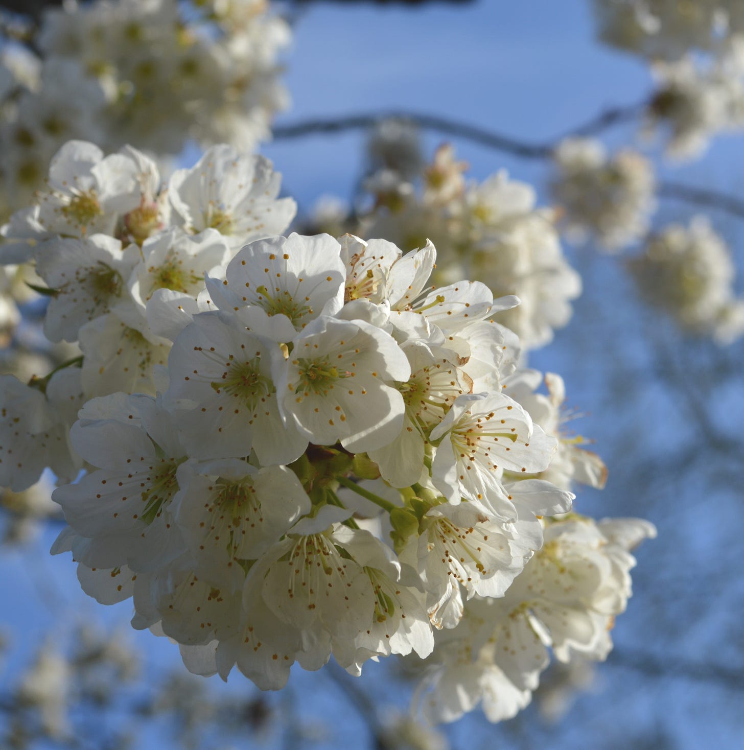 White Cherry Blossom White Cherry Blossom