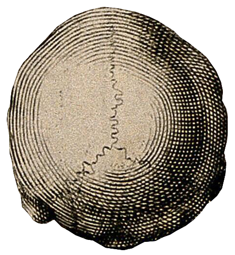 Engraving of the back of a skull.