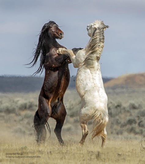 Comedy Wildlife Photography Awards 2023