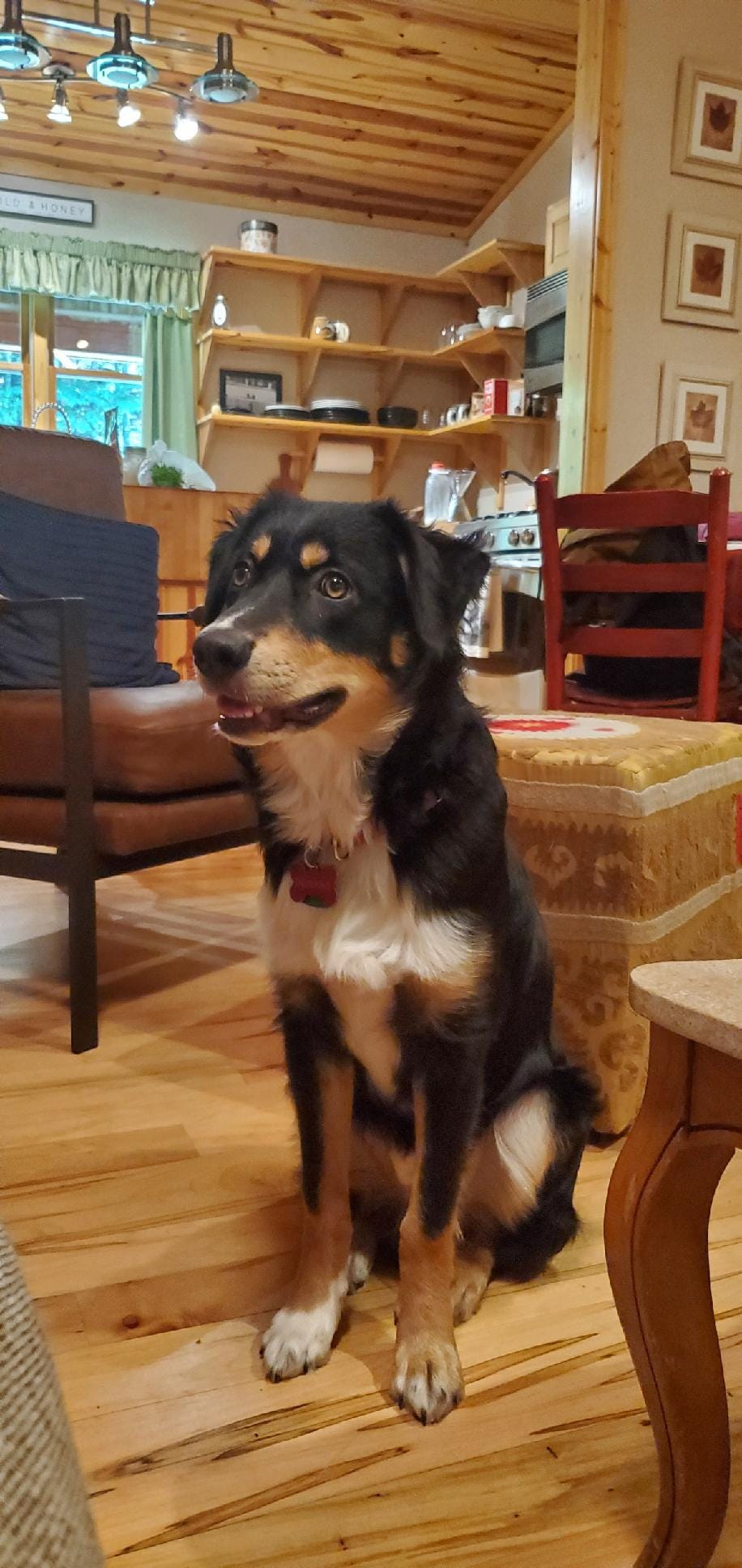 tri-color Australian shepherd puppy sitting on hardwood floors with a kitchen in the background