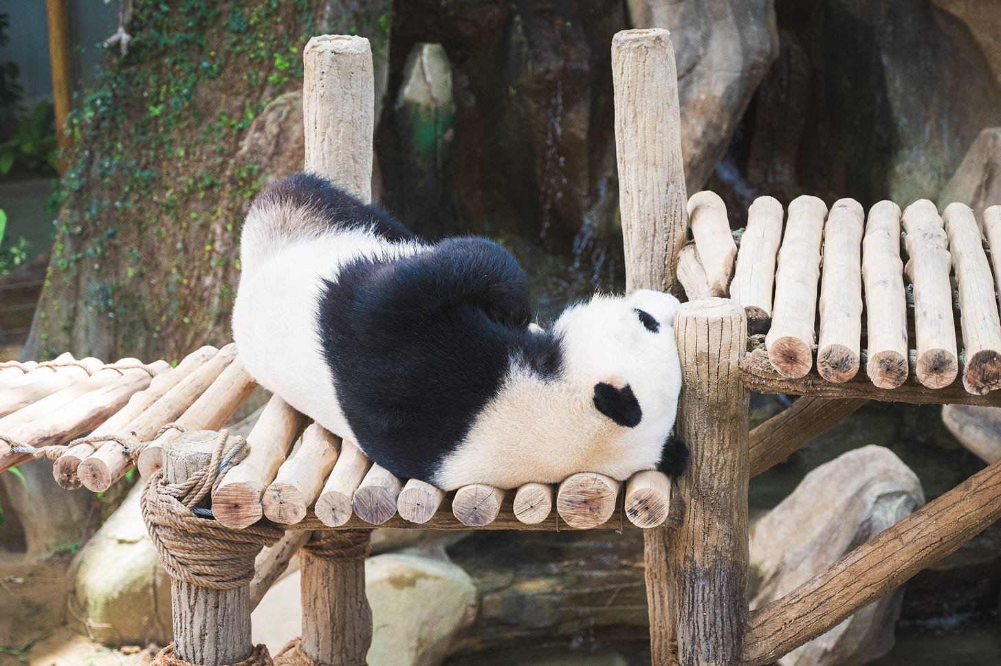 A panda asleep on a wooden log platform.