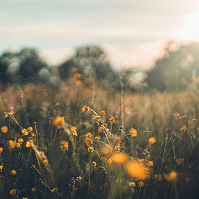 The Wildflower Grove | Subscriber Library