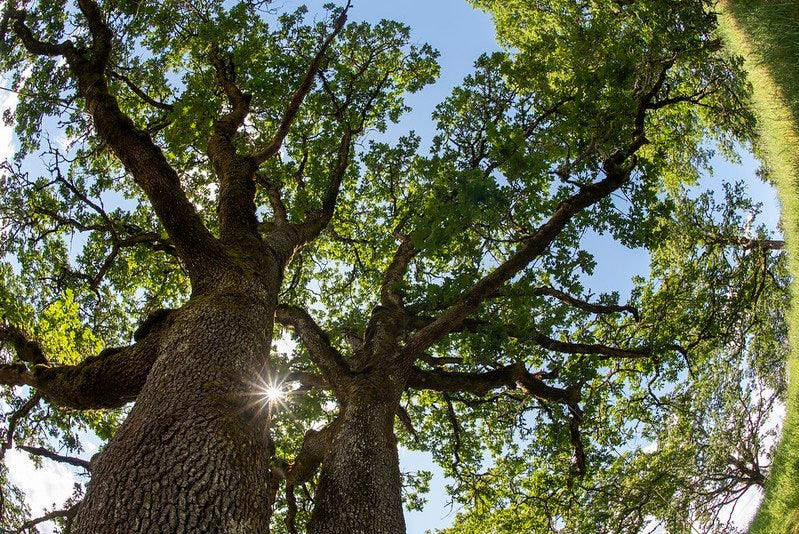 A photo taken from below a white oak tree showings its leaves and branches with the sun peaking through