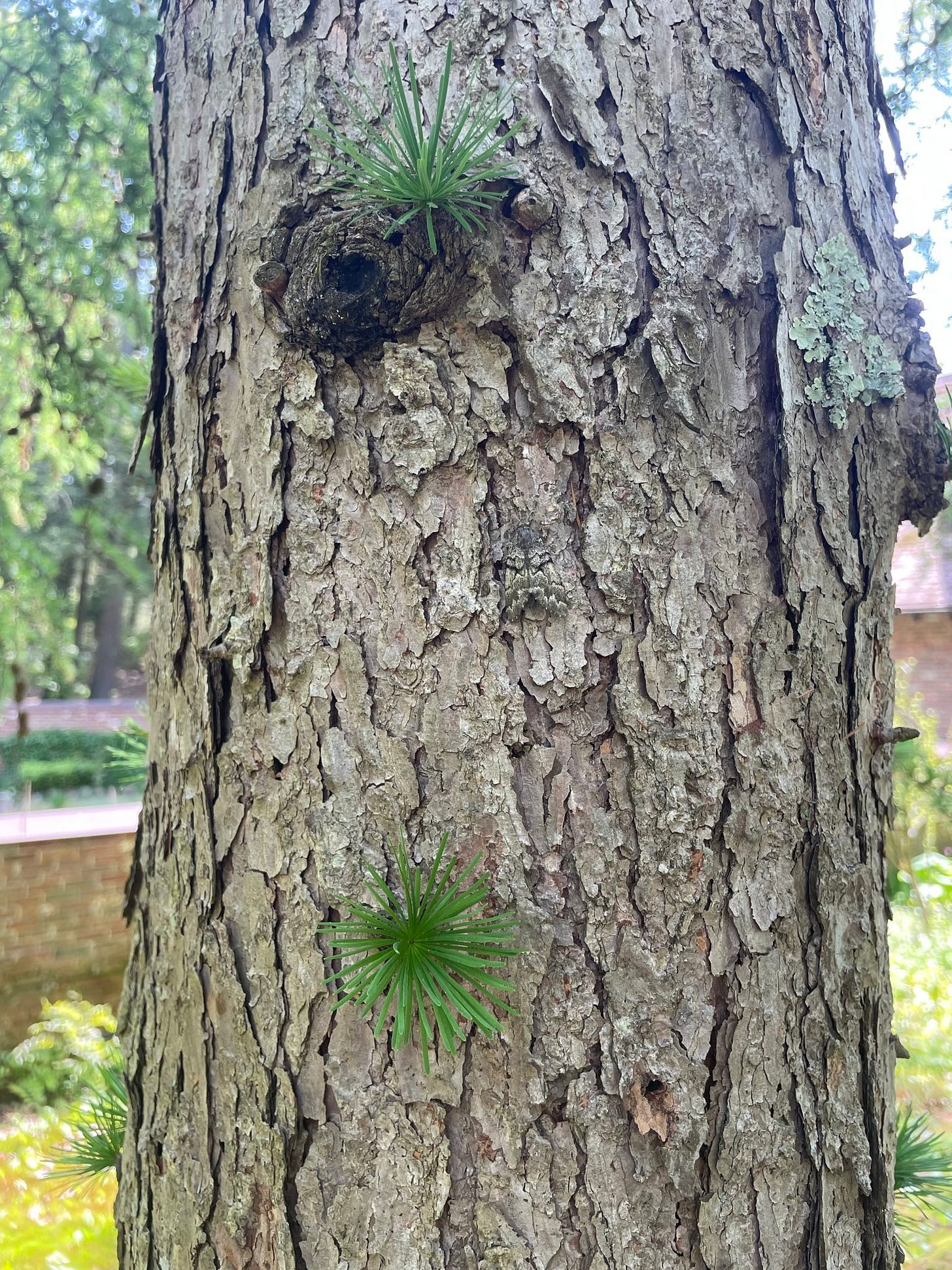 close up of a tree with grass growing near its holes. backdrop shows the whip hill estate.