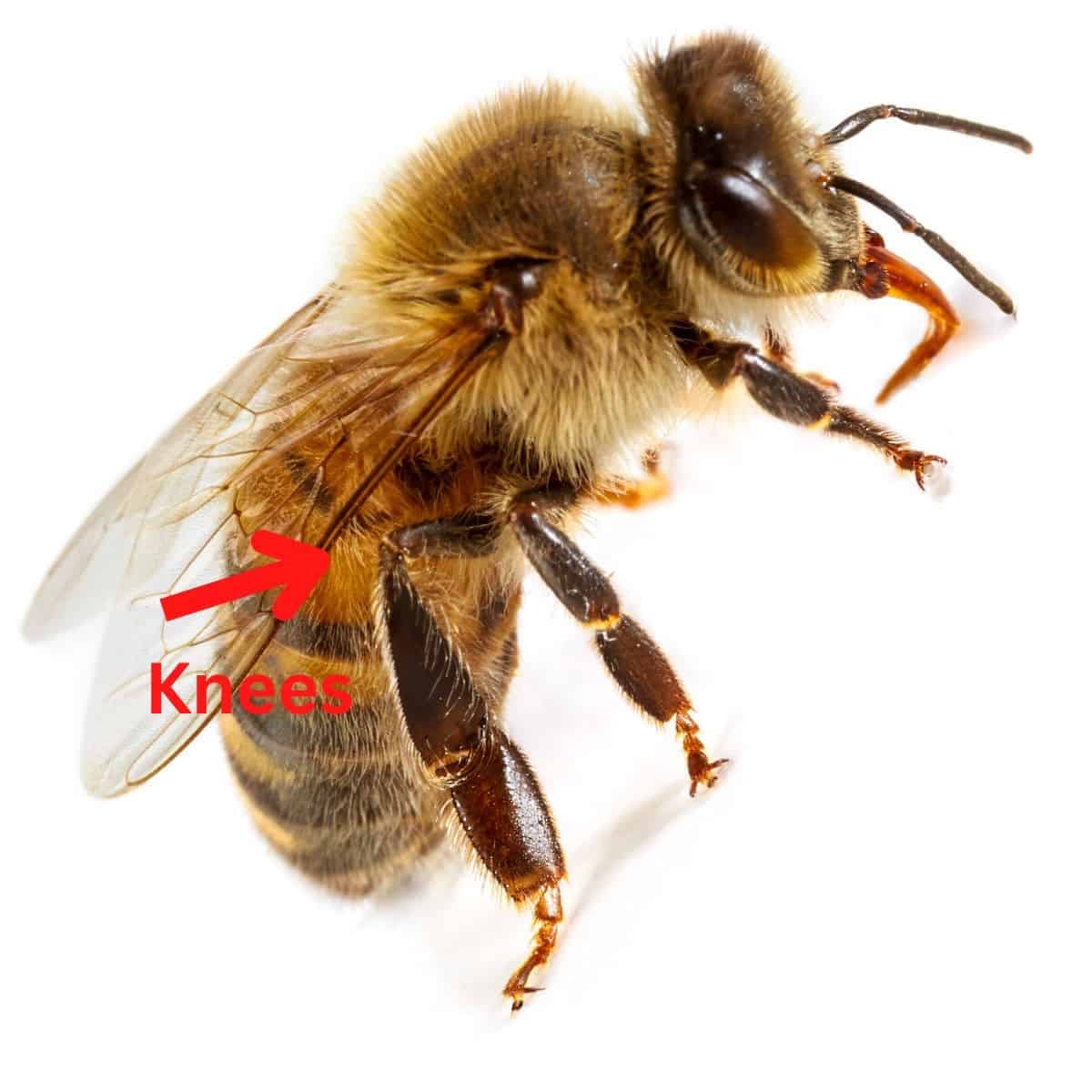 Do Bees Have Knees and What Does the Idiom Mean?- Carolina Honeybees