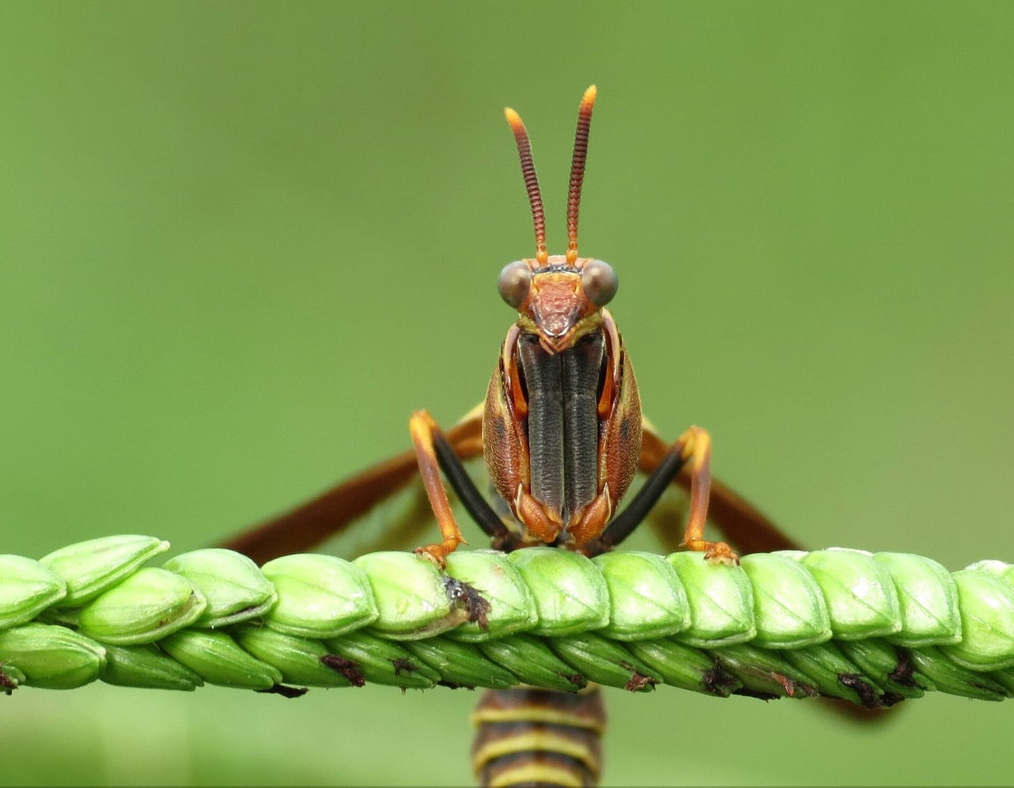 A brown wasp mantidfly sits on a green plant. The mantidfly is orange with a bulbous head and two antennae with yellow tips. 