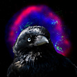 corvus coronoides's avatar