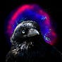 corvus coronoides's avatar