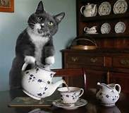 Can Cats Drink Tea? - Cats How