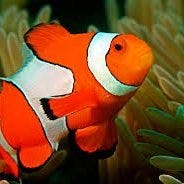 Maximum-entropy, moderate temperature