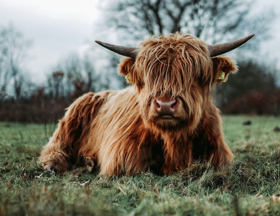 brown yak on green grass field during daytime