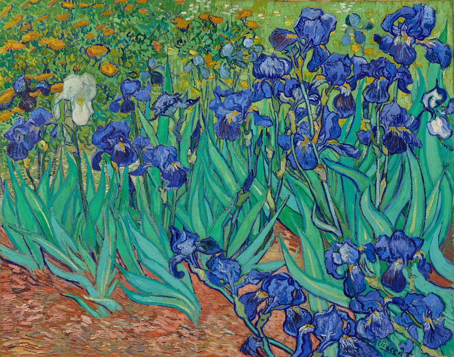 Close up of vivid orange flowers and blue irises growing above red-ochre soil.