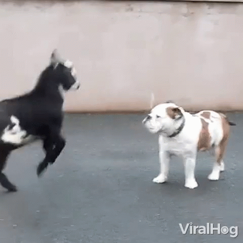 Baby Goat Headbutt Gif