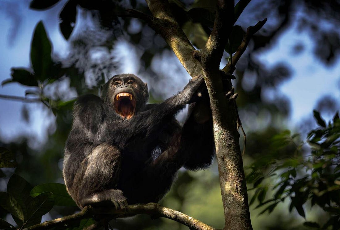 Even the Chimps Are Going to War